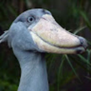 Meet your Posher, Celia